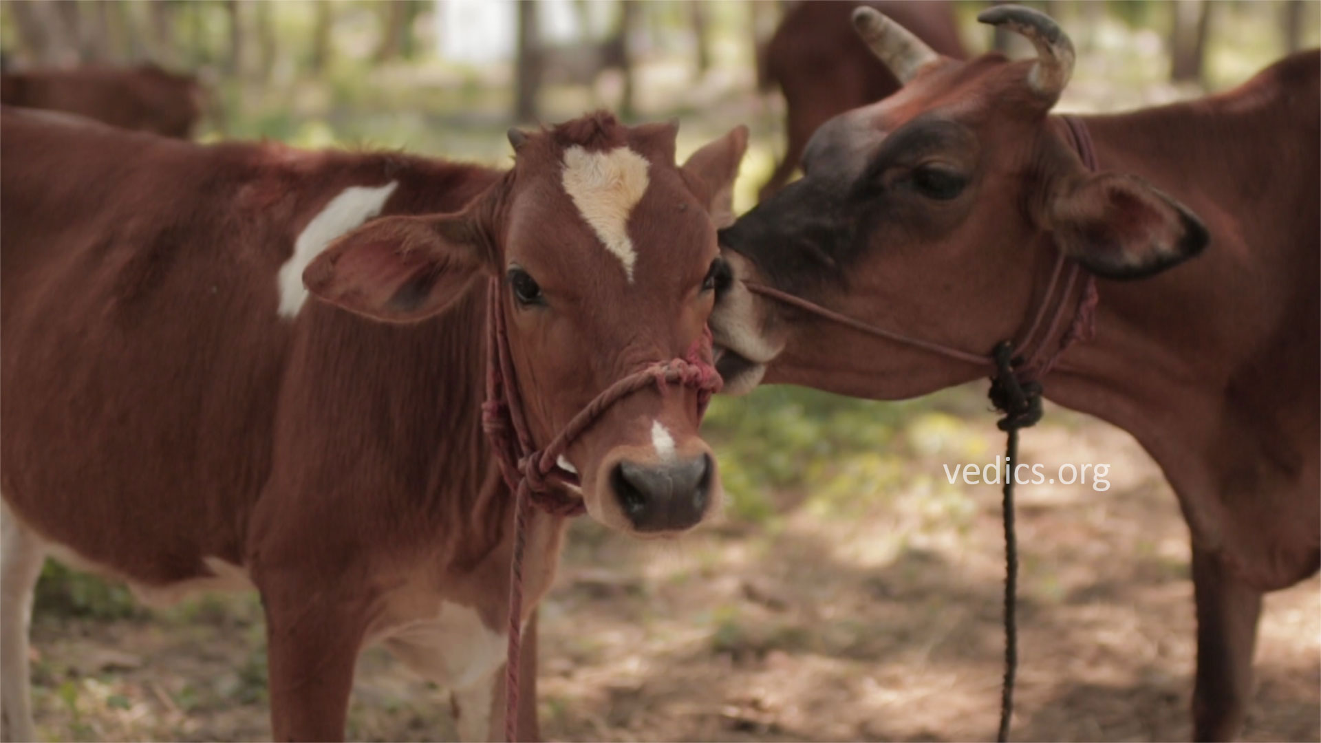 DOCTOR COW : No.1 Unified Brand of Cow Products to Support Goshalas