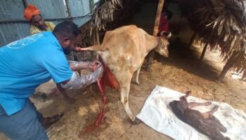 A healthy male calf was pulled out by tieing rope to the hindlimbs of the calf and later the afterbirth was also removed (Nov 18, 2022)