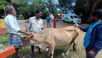 Applying tick repellent for a cow, at Thirkannur village Nov 4, 2022).