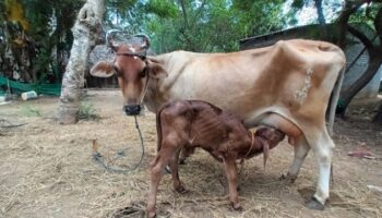 Both Gopika and her calf were given the required medications (Nov 19, 2022).
