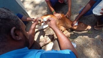 Calf with hoof injury and maggot infestation, at Naravakkam village (Sep 12, 2022).