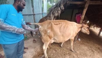 Gopika a 6-year-old cow at Pudupakkam village, helping with birth complications. Dystocia was observed, and the tail of the calf protruded, (Nov 18, 2022)