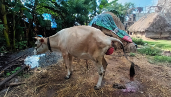 Rosemary a 6-year-old cow at Vadakotipakkam Village, Treatment for Prepartum Vulval Prolapse and Rosemary’s condition when our team reached, Vadakotipakkam (Oct 12, 2022)