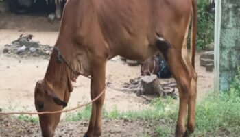 Samantha a 1-year-old cow at KN Palayam village, Treating for a cut wound on the left thigh. Samantha was hit by a local for trespassing, Nov 4, 2022)