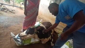 Selvi a 3-year-old pregnant cow at Kandhadu village, Treating for tick fever and deficiency. Selvi was very weak and nutrient deficient due to feeding less, (Nov 15, 2022)