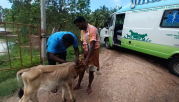 Treating a calf with allergic reactions due to insect bite, at Nadukuppam village (Nov 10, 2022).