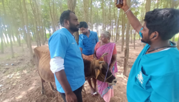 Treating a cow with Lateral Recumbecy and frothy salivation, at Nadukuppam villag (Oct 15, 2022).