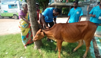 Treating a cow with Lumpy Skin Disease (LSD), at Asappur village (Oct 19, 2022)