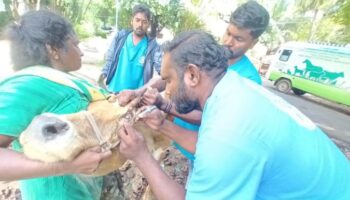 Treating a cow with an injured and infected eye, at KN Palayam Colony (Nov 4, 2022).