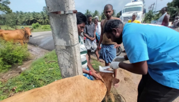 Treating a cow with horn injury, at M. Pudupakkam village (Oct 11, 2022.